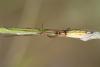 Tetragnatha sp.